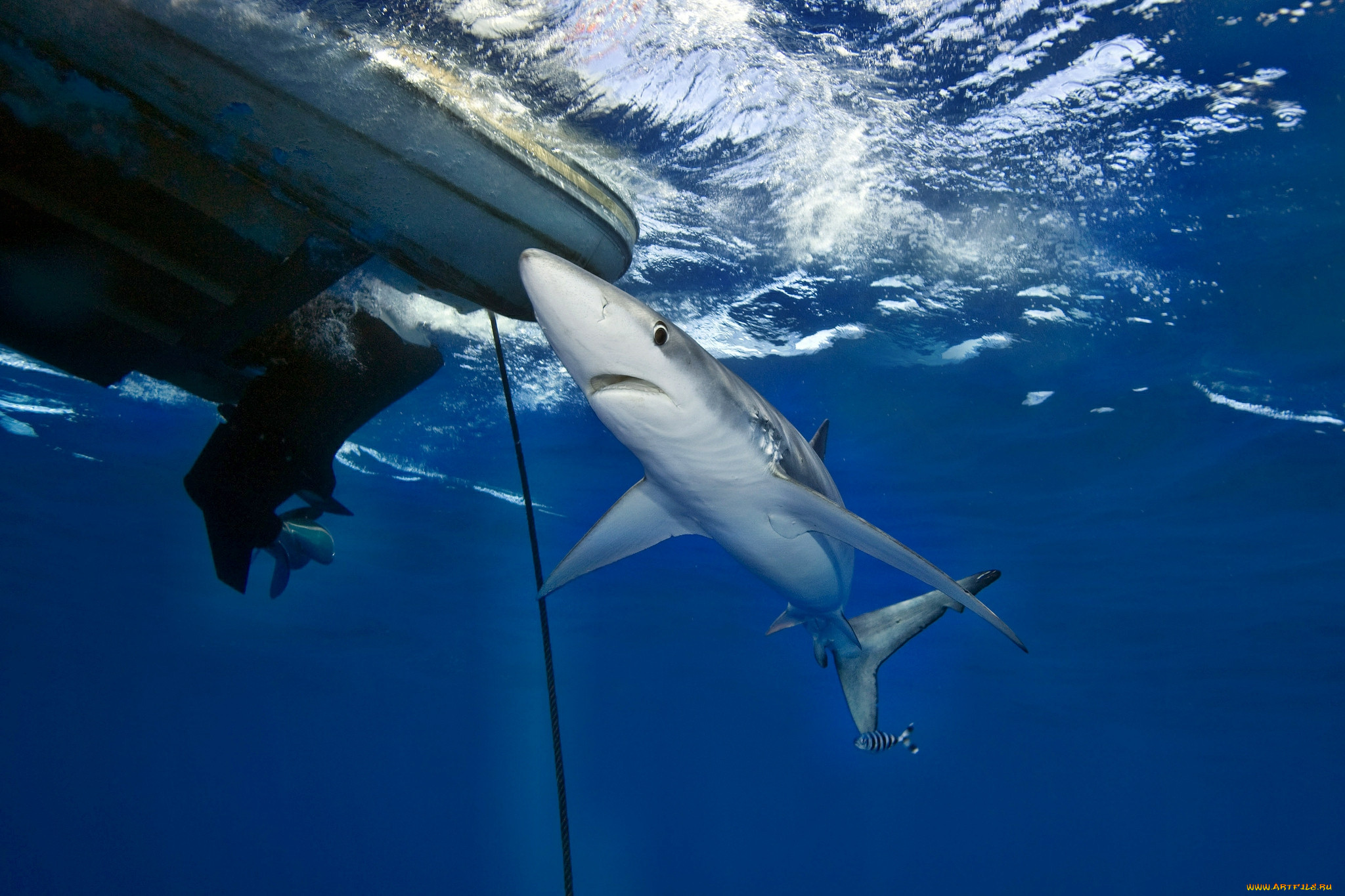 В каком океане акулы встречаются только летом. Обои на рабочий стол акула. Акула на глубине.